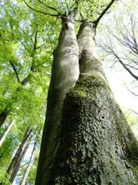 Fotografie eines Baumes, dessen Stamm einen zweiten umarmt.