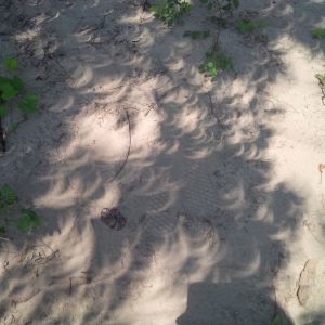 Abbilder der Sonnensichel auf dem Boden unter einem Baum