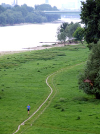 Jogger in den Rheinwiesen