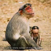Affenmutter mit Kind, Periyar Reservat
